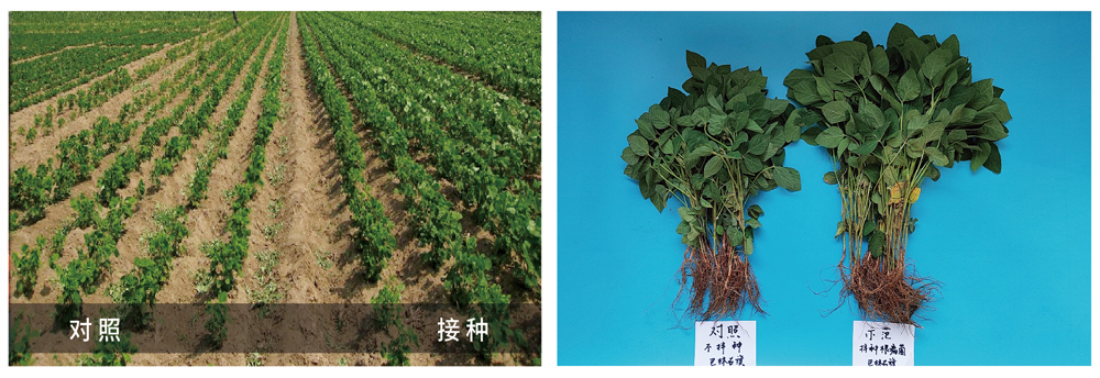 領(lǐng)先生物推進根瘤菌劑應用助力大豆產(chǎn)能提升 領(lǐng)先生物推進根瘤菌劑應用助力大豆產(chǎn)能提升