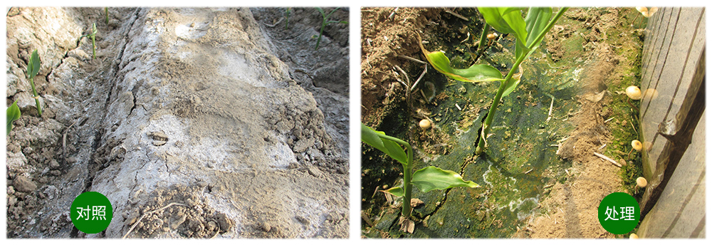 領(lǐng)先生物運(yùn)用生物技術(shù)消滅“毒大姜”育出健康大姜 領(lǐng)先生物運(yùn)用生物技術(shù)消滅“毒大姜”育出健康大姜