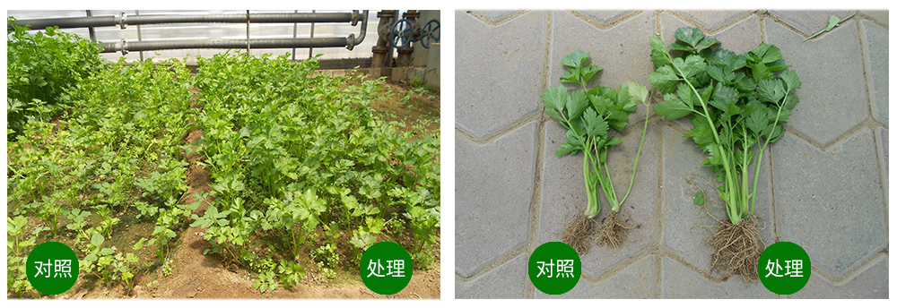 領(lǐng)先生物海葆素讓作物“吃”上深海新營養(yǎng) 領(lǐng)先生物海葆素讓作物“吃”上深海新營養(yǎng)